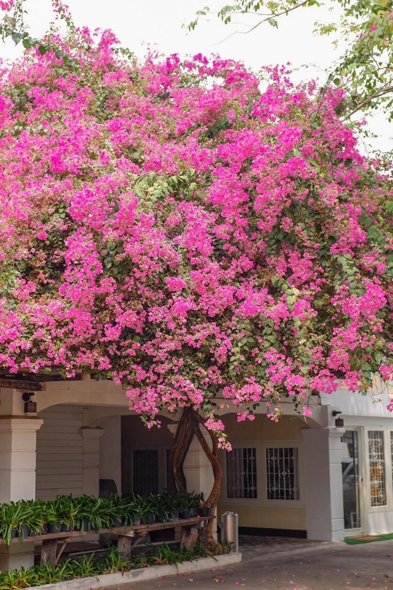 Delio Boutique Hotel Ούντον Τάνι Εξωτερικό φωτογραφία